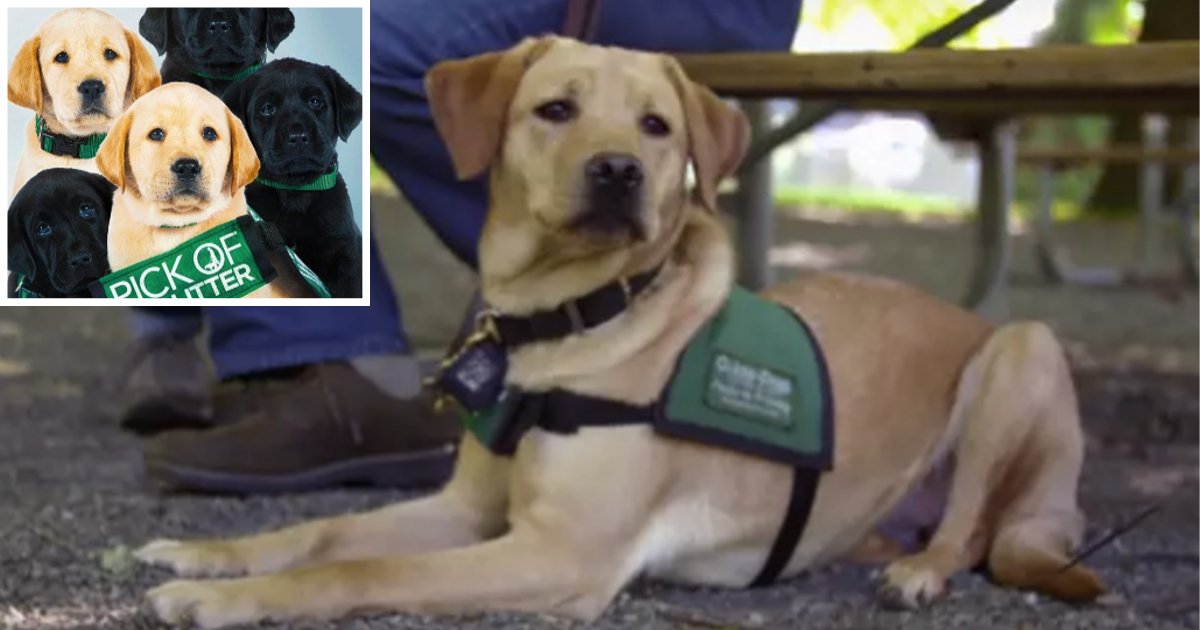 s1 15.png?resize=1200,630 - Netflix Has Released A Beautiful Documentary Depicting the Journey of Becoming A Guide Dog