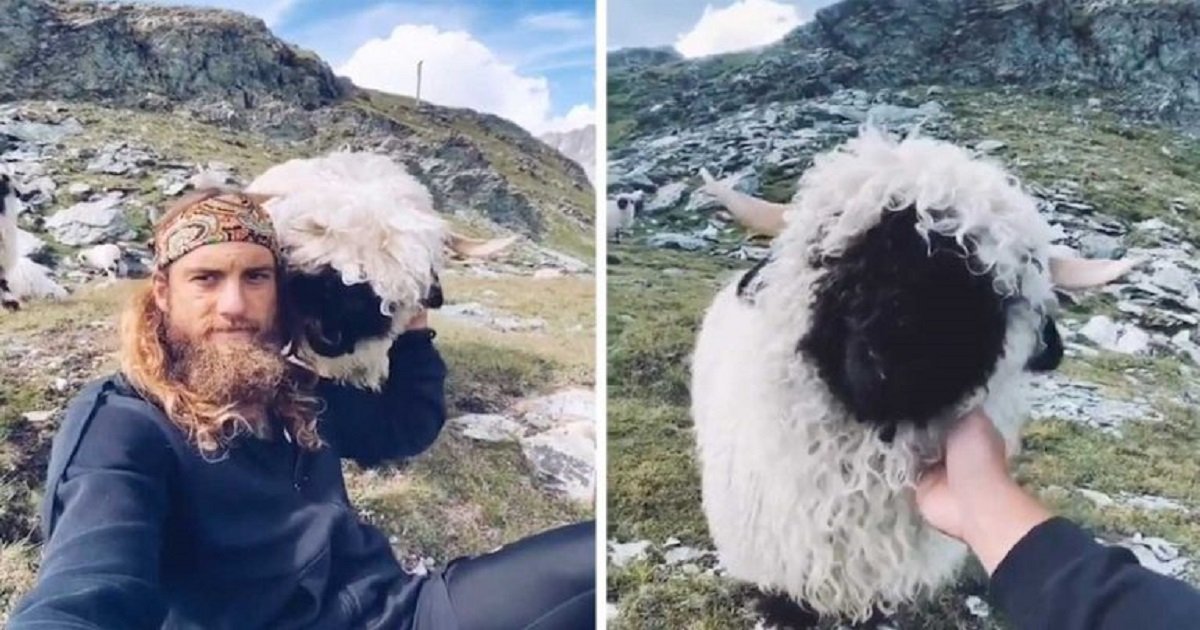 s3 1.jpg?resize=1200,630 - A Hiker Became Friends With An Adorable Valais Blacknose Sheep He Encountered Along The Way