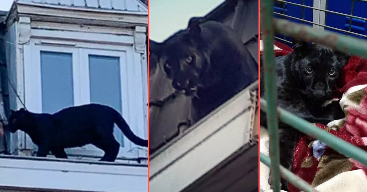 s4 15.png?resize=1200,630 - Black Panther Seen Prowling Across The Streets of French Town