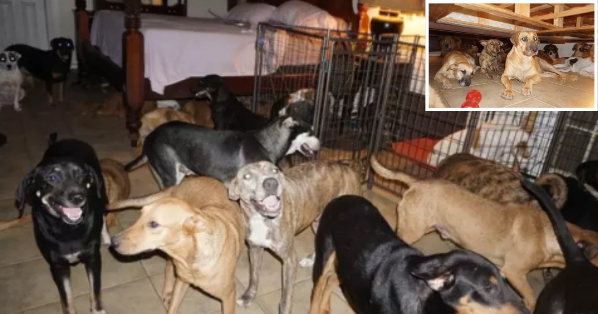 s4 2.png?resize=412,275 - A Woman Took In 97 Homeless Dogs to Save Them From Hurricane Dorian