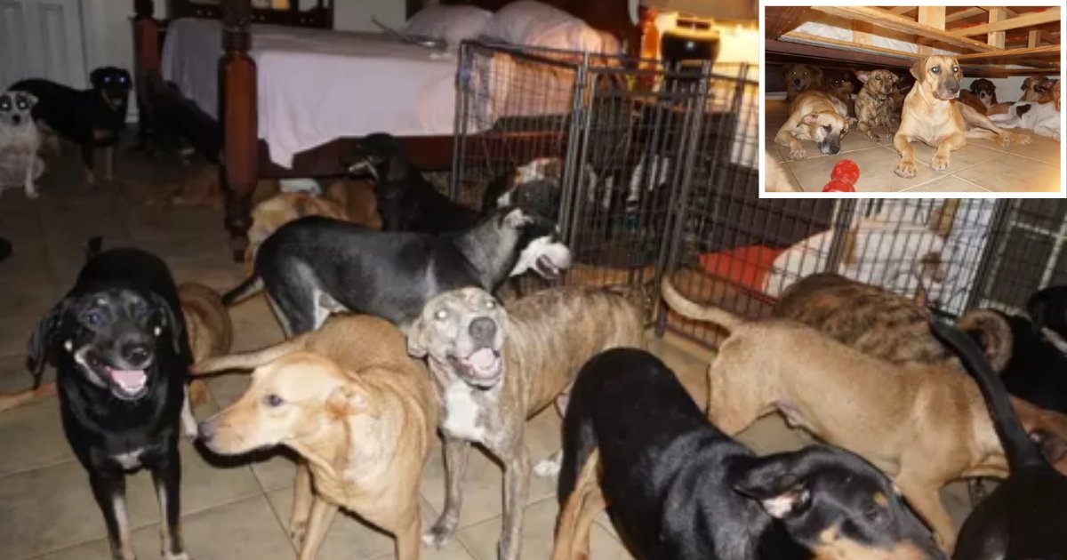 s4 2.png?resize=412,232 - A Woman Took In 97 Homeless Dogs to Save Them From Hurricane Dorian