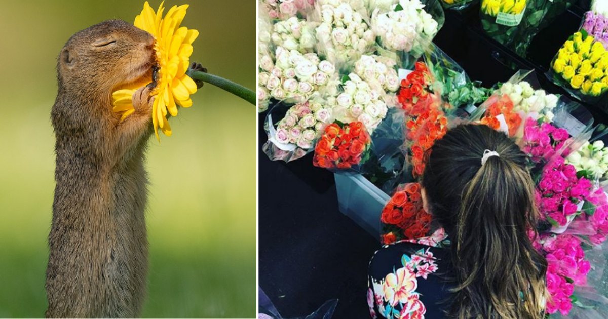 s4 6.png?resize=412,232 - Un photographe a pris une photo rare d'un écureuil appréciant le parfum d'une fleur