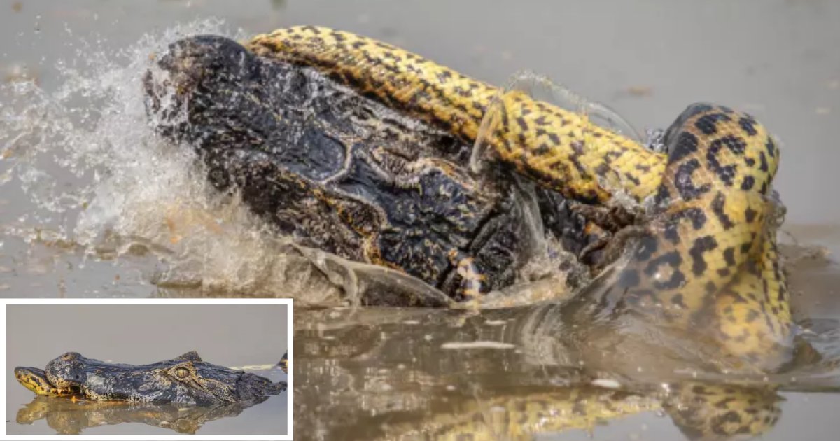s5 8.png?resize=1200,630 - Un anaconda géant a étouffé à mort un crocodile durant un combat dramatique dans l'eau