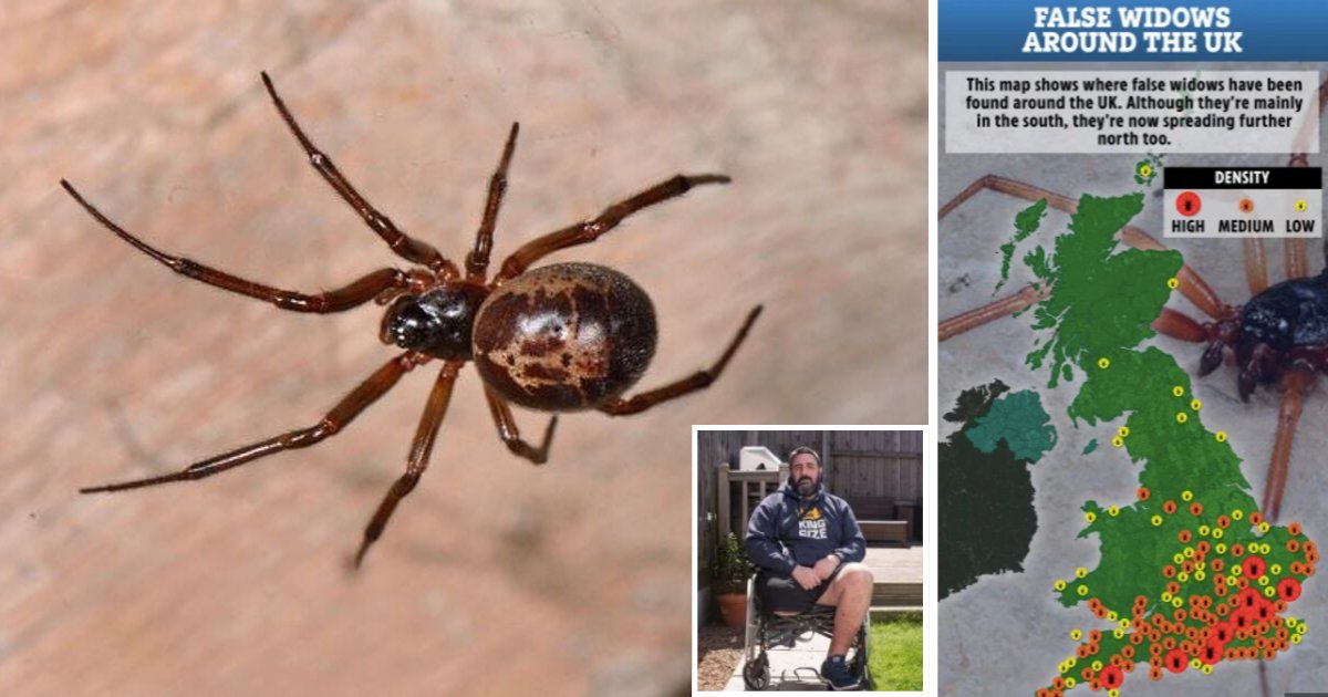 s6 9.png?resize=1200,630 - Venomous False Widow Spider Has Made People Disabled