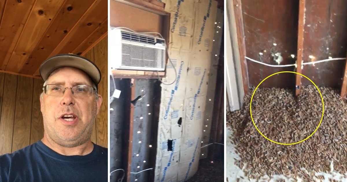 sdfsfsf.jpg?resize=412,232 - This Man Started Renovating His Pool House And Found A Hefty Amount Of Acorns