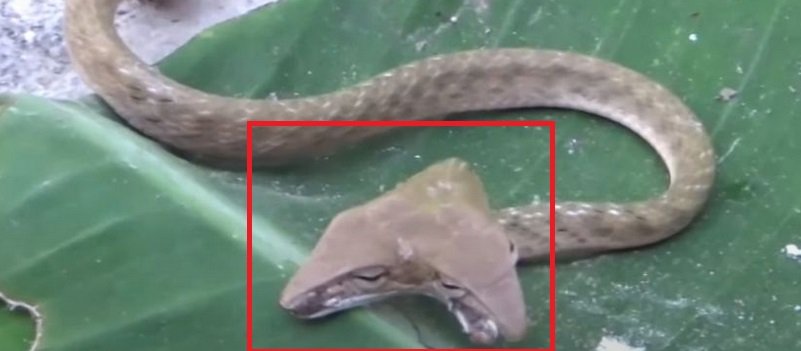 serpent deux tetes.jpg?resize=412,232 - Bali: Un serpent à deux têtes a été découvert à l'état sauvage
