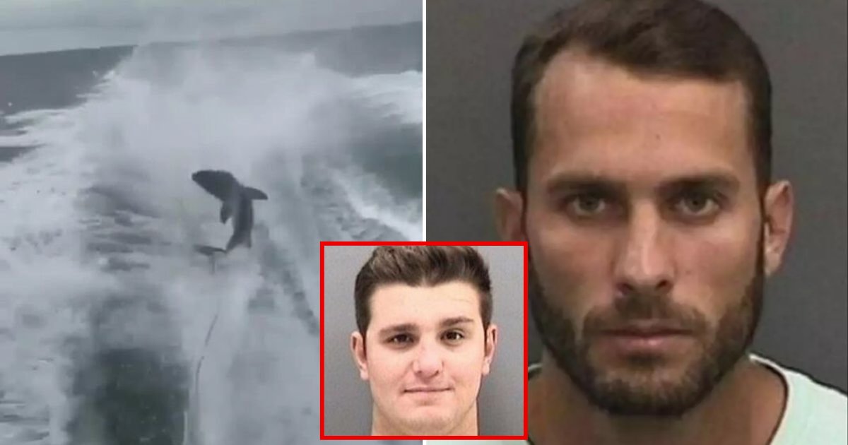shark2.png?resize=1200,630 - Deux hommes condamnés à la prison pour avoir filmé un requin traîné derrière un bateau