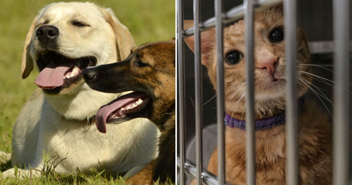 shelter5.png?resize=1200,630 - Kitties And Puppies Rejoiced As Michigan Is Now Officially A No-Kill State For Shelter Animals
