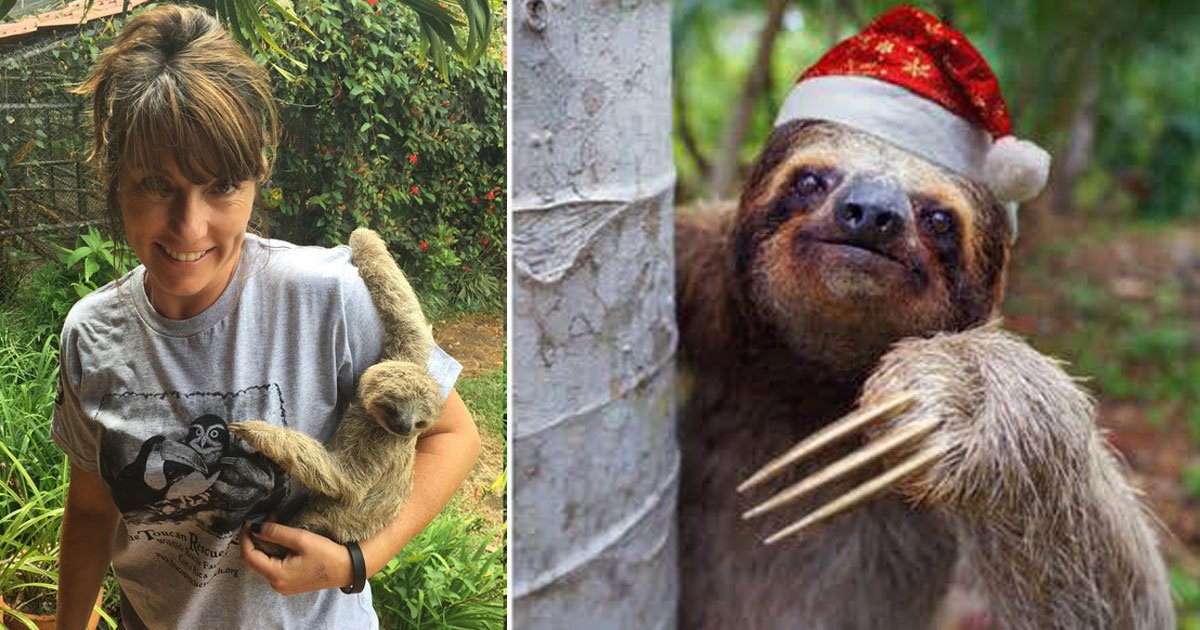 sloth calendar.jpg?resize=1200,630 - A Photographer Travels To Costa Rica Every Year To Photograph Sloths For Her Calendars