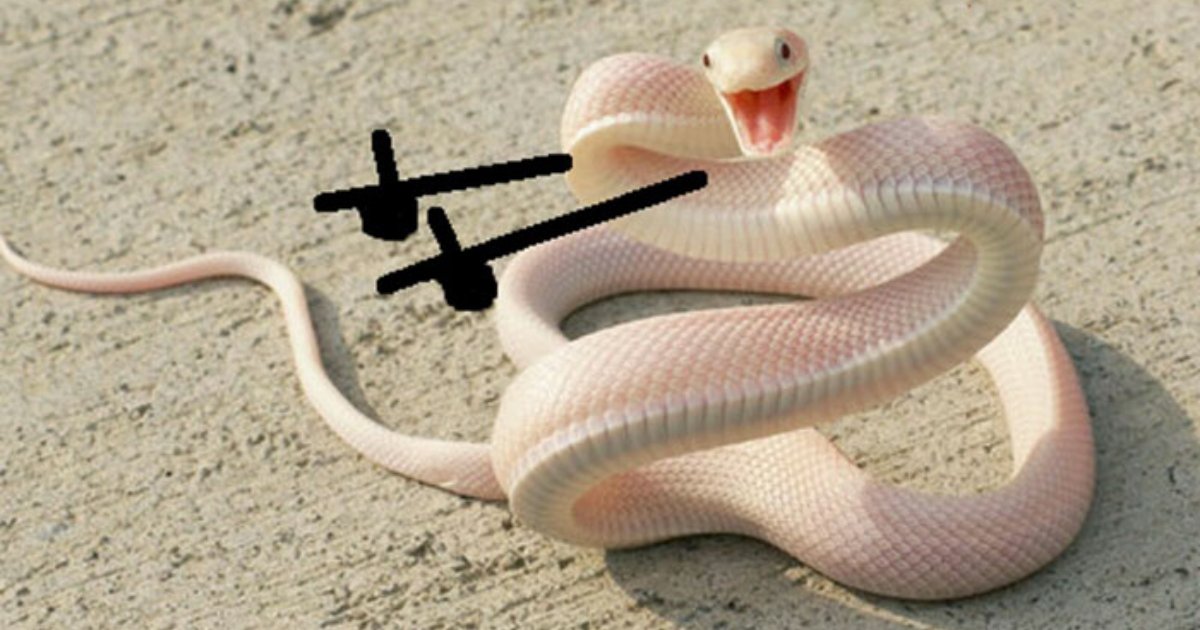 snake doodle.png?resize=1200,630 - 28 Doodle Snake Pictures That People Shared And The Way They Were Modified Is Hilarious