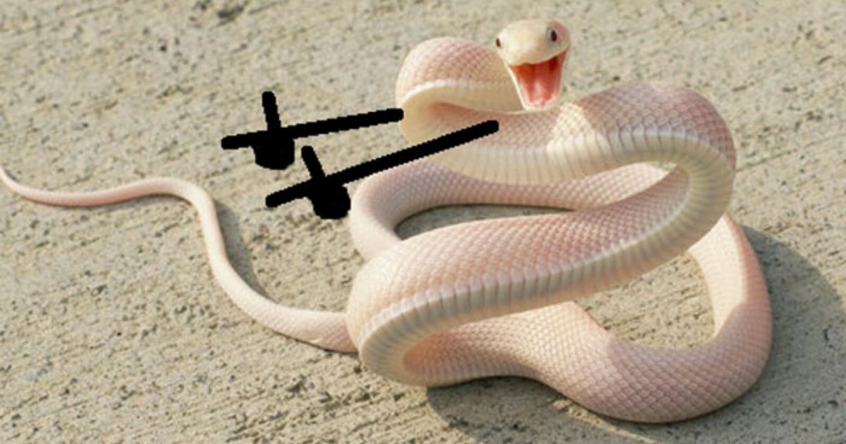 snake doodle.png?resize=412,275 - 28 Doodle Snake Pictures That People Shared And The Way They Were Modified Is Hilarious