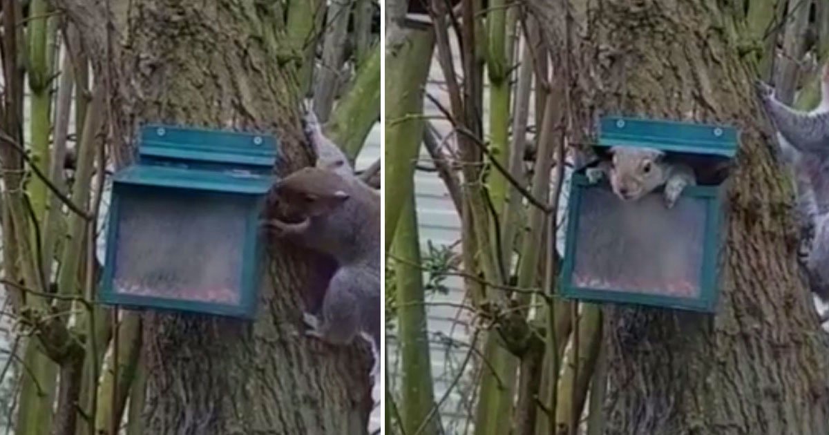 squireel jack in the box.jpg?resize=1200,630 - Squirrel Kept Jumping Out Of A Box Of Nuts To Scare Other Squirrels As It Tried To Keep The Whole Box To Itself