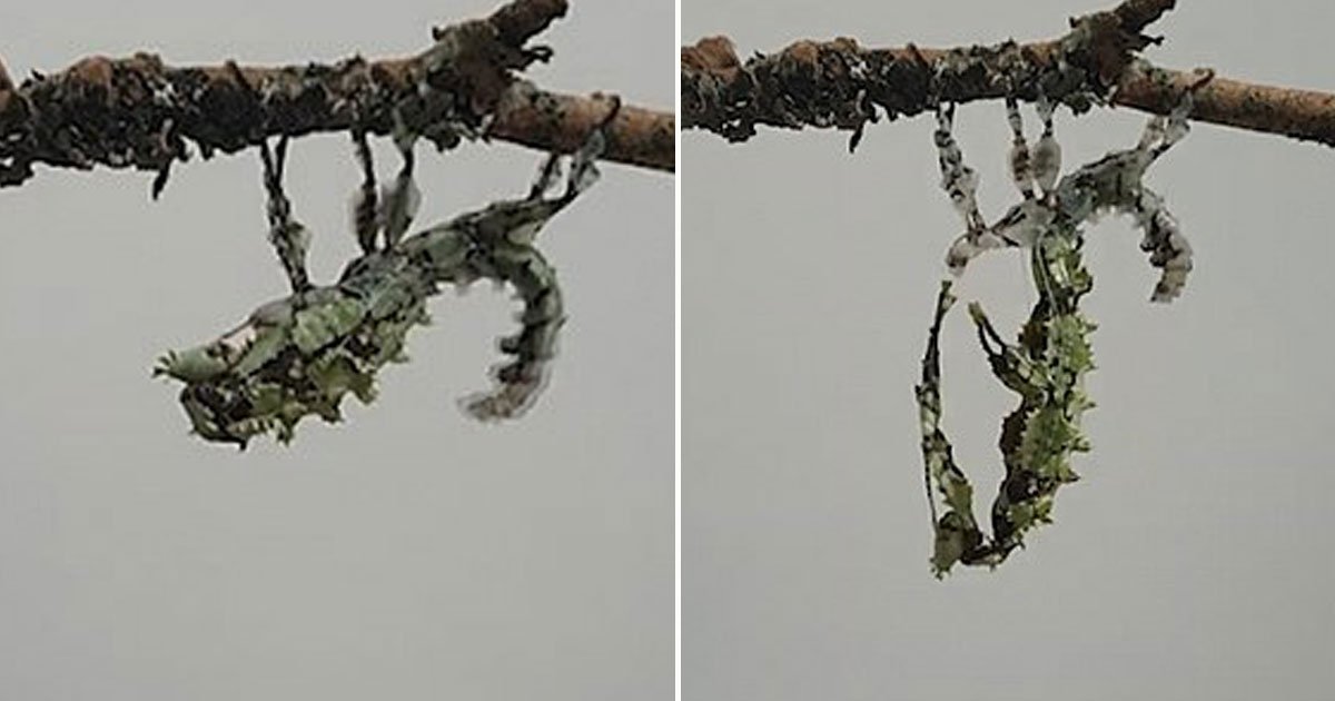 stick sheds skin.jpg?resize=412,275 - Video Of A Stick Insect Shedding Its Skin And Becoming Twice Its Original Size