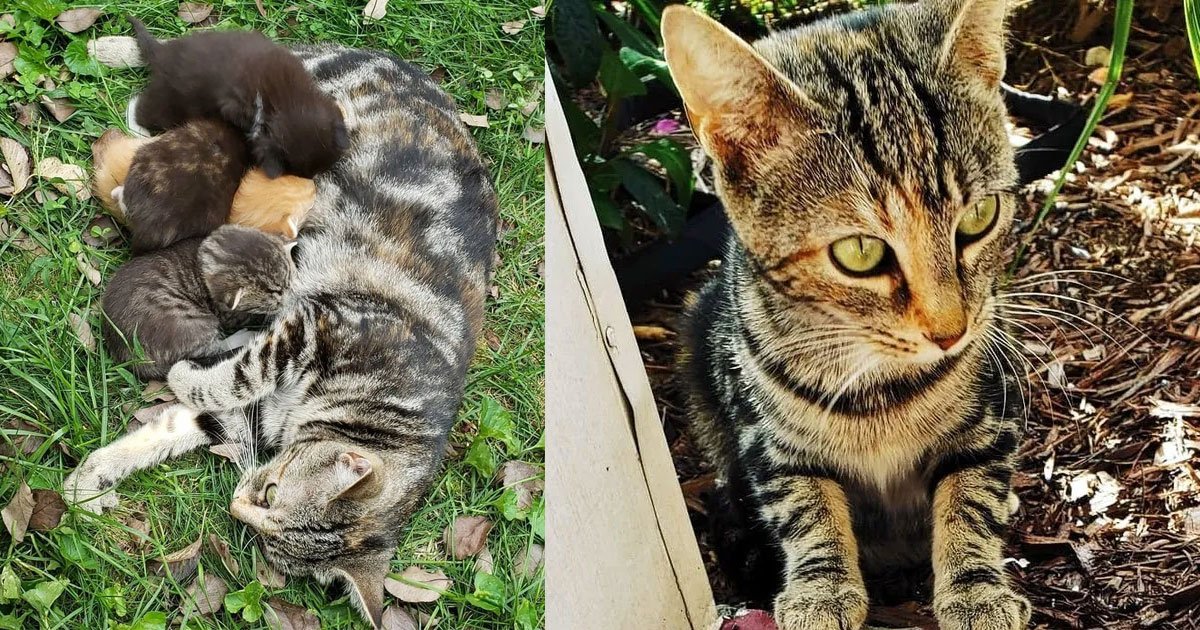 stray cat found forever home and living happily with her four little kittens.jpg?resize=412,232 - Stray Cat Took The Woman Who Was Feeding Her To See Her Kittens And Ended Up Finding A Forever Home