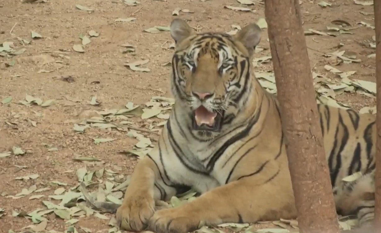 tigres.jpg?resize=412,275 - En Thaïlande des dizaines de tigres ont été maltraités dans un temple et sont maintenant morts