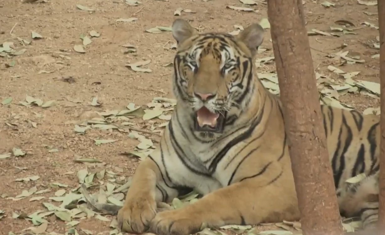 tigres.jpg?resize=412,232 - En Thaïlande des dizaines de tigres ont été maltraités dans un temple et sont maintenant morts