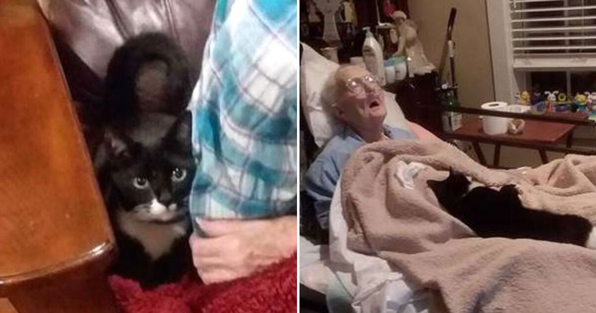 trooper4.png?resize=1200,630 - Loyal Cat Refuses To Leave Elderly Woman's Side As Her Health Deteriorated Rapidly