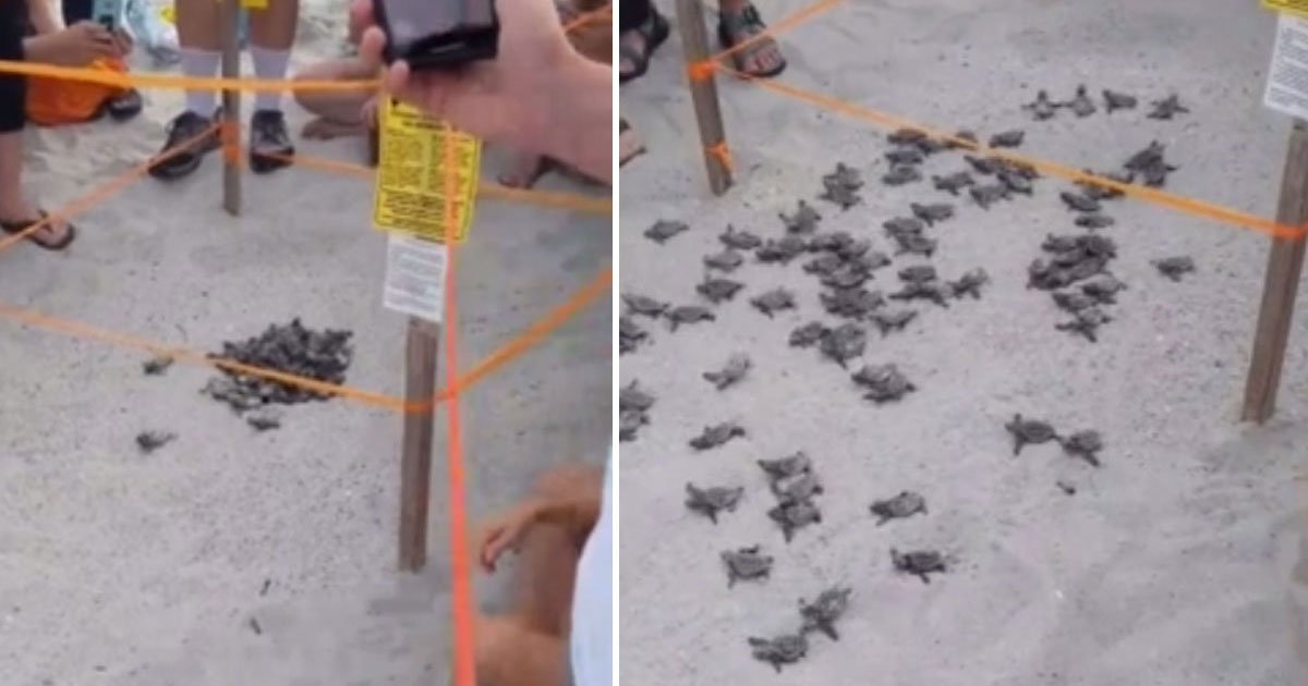 turtles sea.jpg?resize=412,275 - Hundreds Of Newborn Baby Sea Turtles Made Their Way Into The Sea