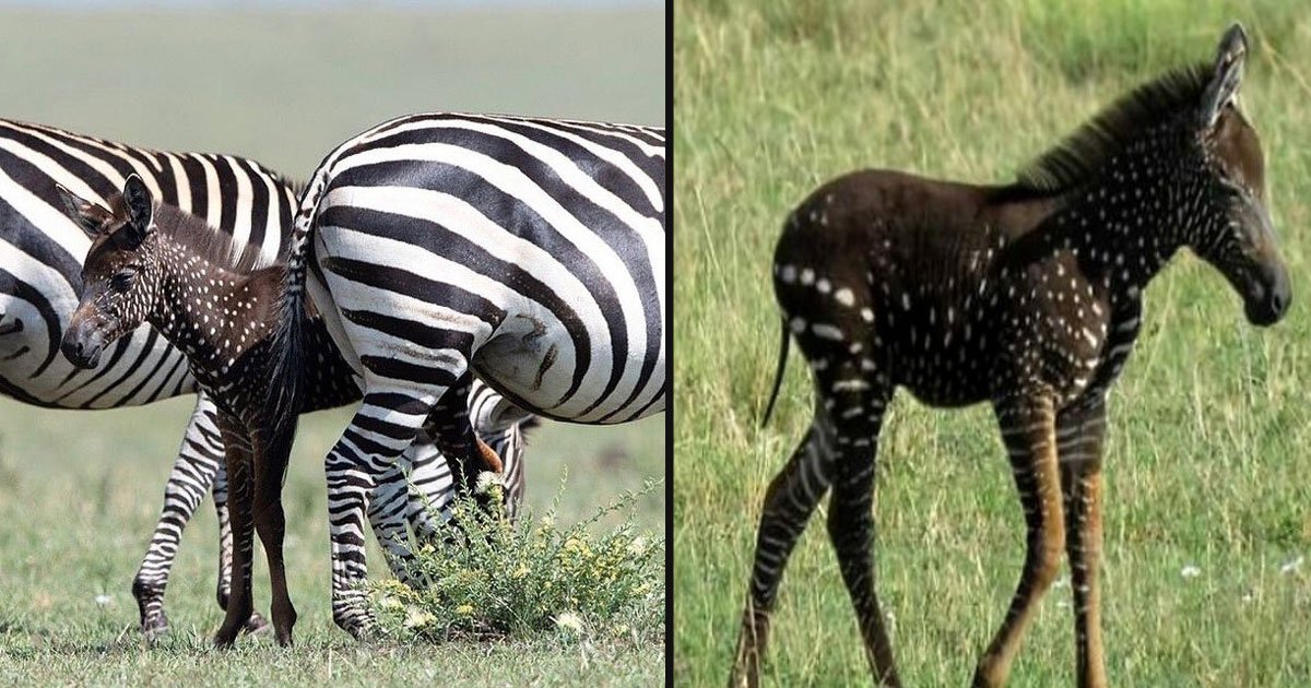 untitled 1 104.jpg?resize=1200,630 - Photographer Captured An Incredibly Rare Baby Zebra With Spots Instead Of Stripes