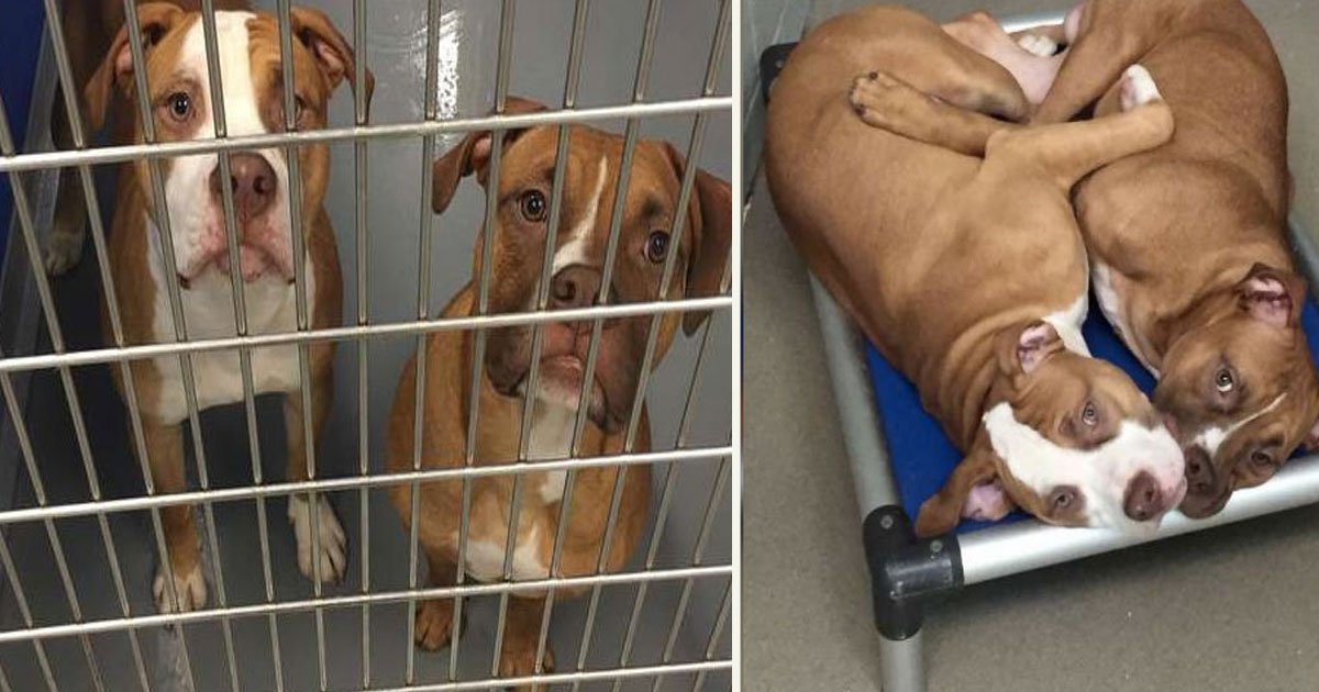 untitled 1 26.jpg?resize=412,275 - Two Brothers Left At The Shelter Start To Cry Whenever Someone Tries To Separate Them
