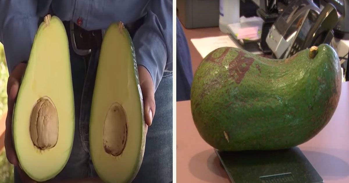 untitled 1 28.jpg?resize=412,275 - Introducing Avozillas - Big Avocados That Weigh 4 Pounds Each