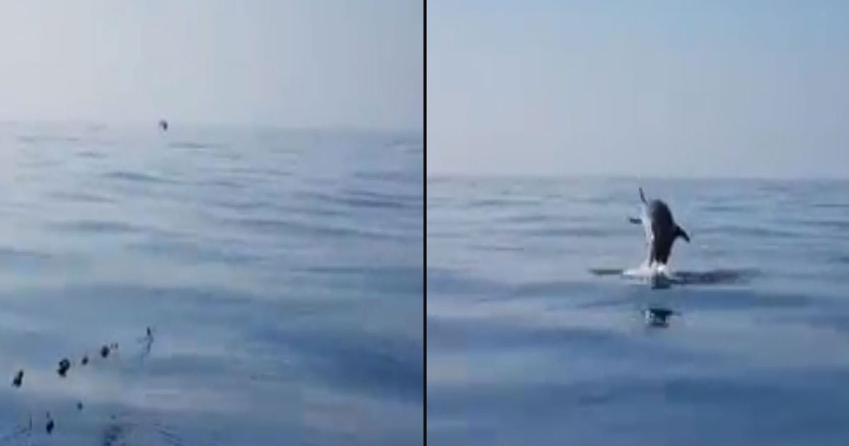 untitled 1 34.jpg?resize=1200,630 - Une maman dauphin saute de joie quand les pêcheurs libèrent son bébé dauphin du filet