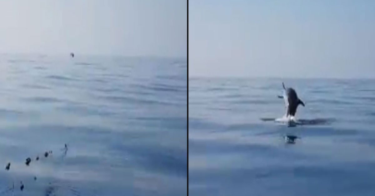 untitled 1 34.jpg?resize=412,275 - Mother Dolphin Jumped In Joy As Fishermen Released Her Baby Dolphin From The Net