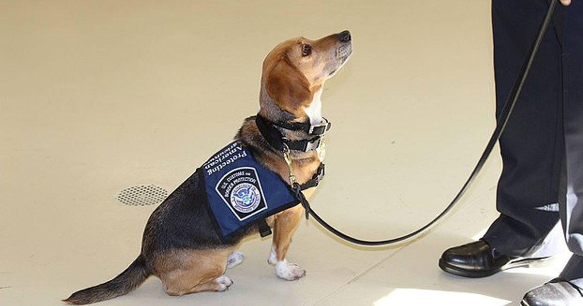 untitled 1 44.jpg?resize=412,232 - A Rescued Dog Joined Homeland Security's Airport Beagle Brigade