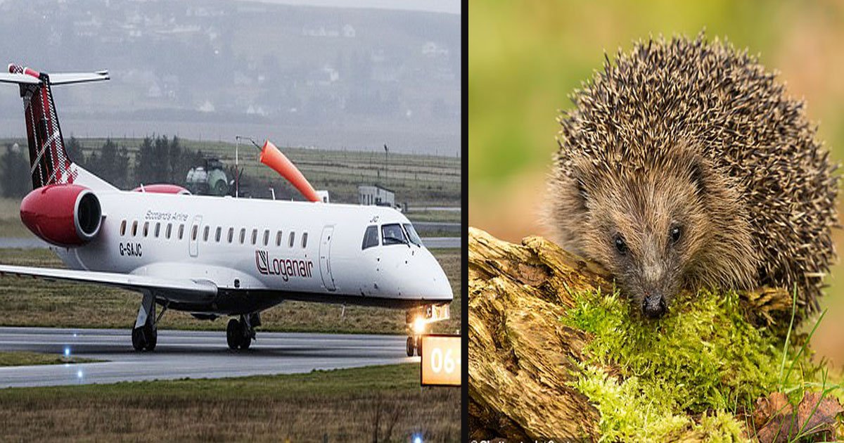 untitled 1 95.jpg?resize=412,275 - A Flight Was Delayed By A Baby Hedgehog On The Runway
