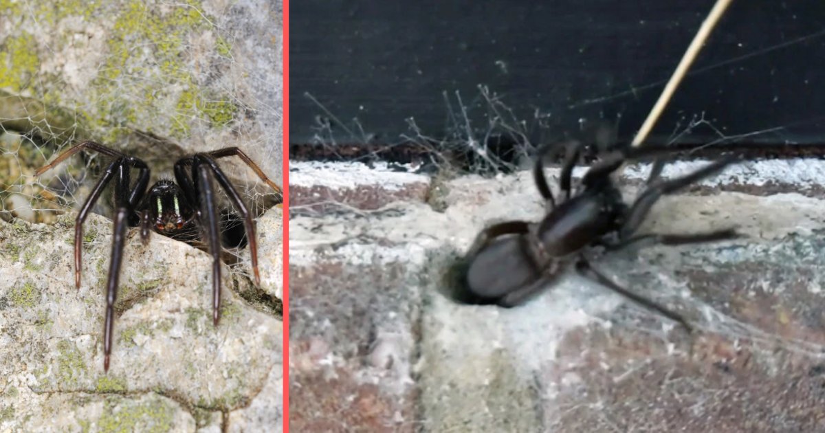 untitled design 1 11.png?fit=1024%2C538&ssl=1&strip=all - A Terrifying Moment Caught on Camera of A Green-Fanged Cannibal Spider Emerging From the Wall