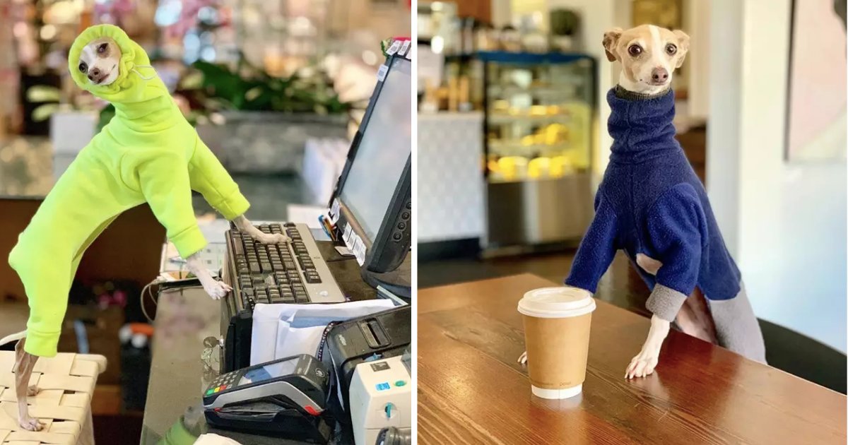 untitled design 1.png?resize=412,275 - This Adorable Greyhound Is the New Social Media Influencer You Need to Follow