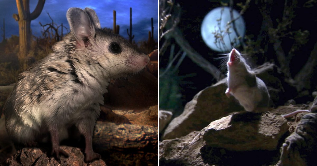 untitled design 14.png?fit=1024%2C538&ssl=1&strip=all - Werewolf Mice Attack Venomous Predators And Howl At The Moon