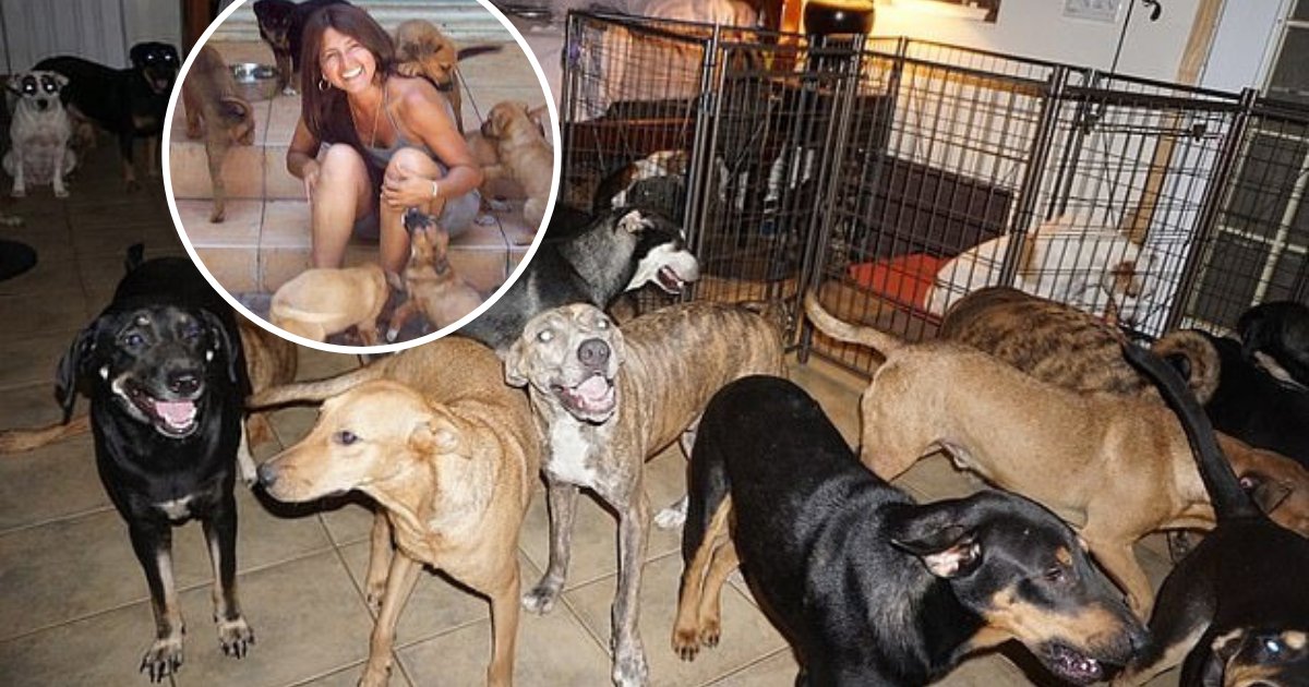 untitled design 2019 09 03t074234 745.png?resize=1200,630 - Bahamas Woman Sheltered One Hundred Sick And Stray Dogs At Her Home During Hurricane