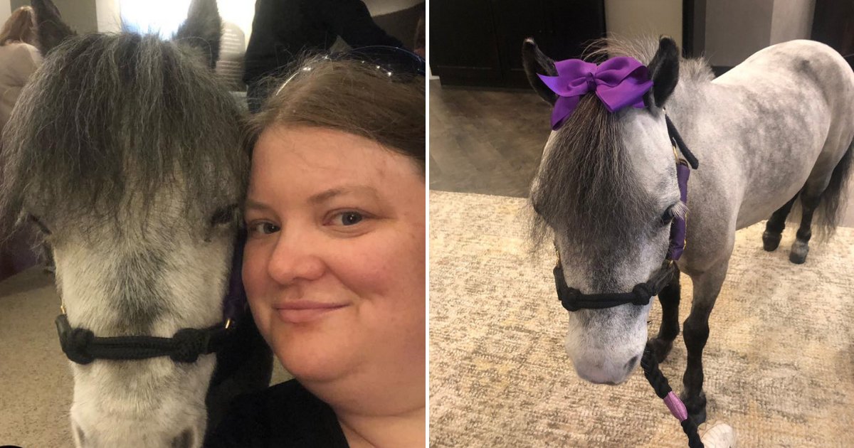 untitled design 2019 09 04t142616 528.png?resize=1200,630 - Miniature Horse Joined Owner On Plane During Two-Hour Flight