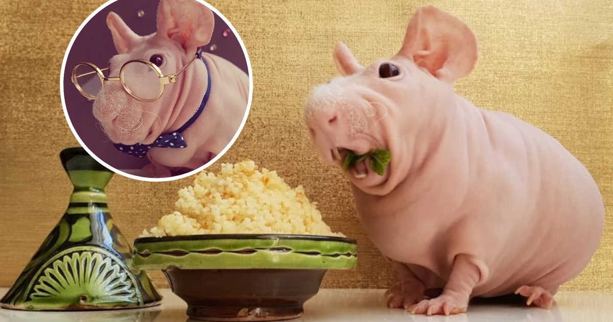 untitled design 2019 09 04t143239 970.png?resize=1200,630 - Ludwik The Hairless Guinea Pig Turned From Homeless To Celebrity By Posing With His Favorite Foods