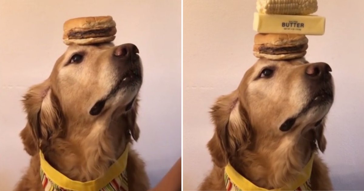 untitled design 24.png?resize=412,232 - Talented Golden Retriever Can Balance Any Food On Top Of Its Head