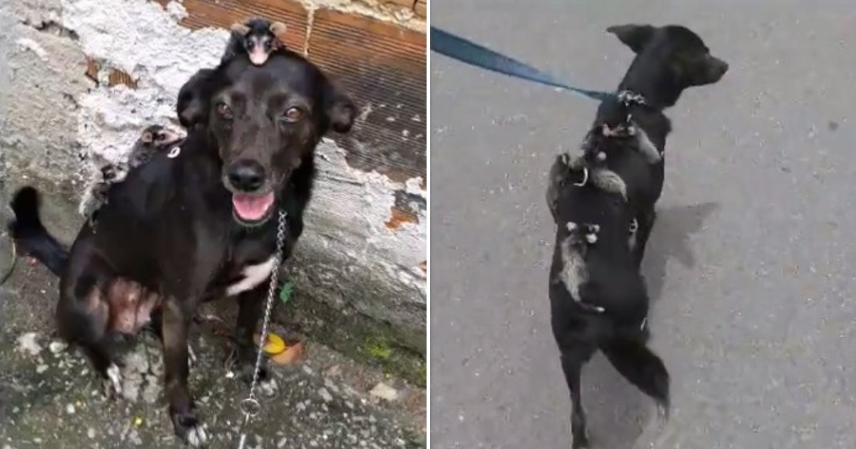 Dog Spotted Carrying A Group Of Opossum Friends On Its Back - Small Joys