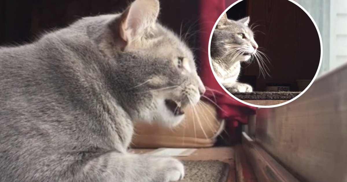 Cat Caught On Camera Making Funny Sounds While Observing Birds From Its