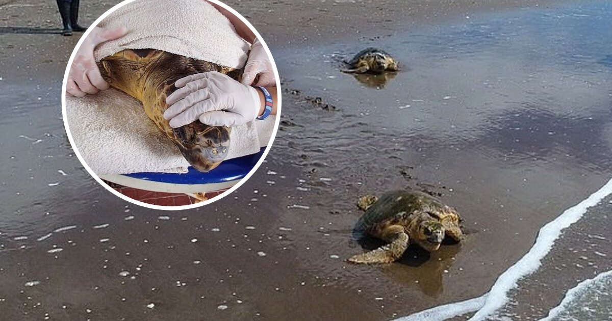 untitled design 43 1.png?resize=1200,630 - Deux tortues marines ont été traitées pour des blessures causées par du plastique après avoir été sauvées d'un filet de pêche