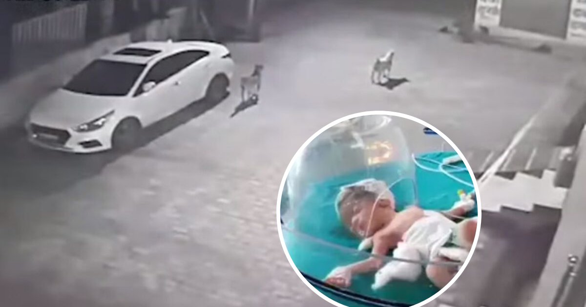 untitled design 66.png?resize=412,232 - Pack Of Stray Dogs Rescued A Baby Who Was Abandoned In A Drain