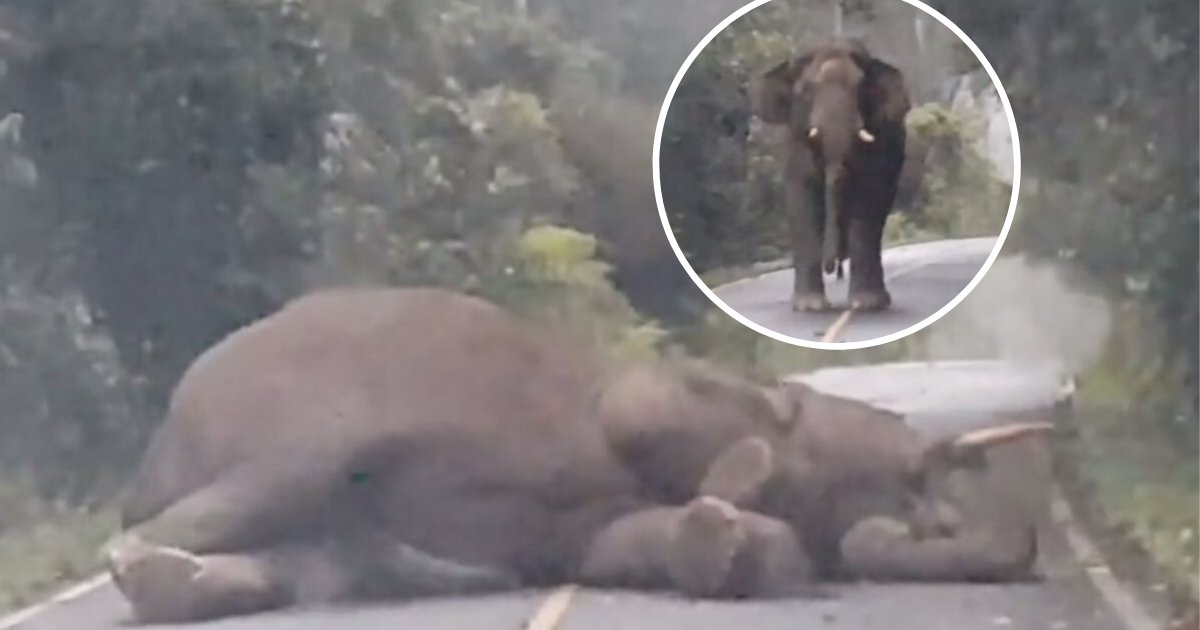 untitled design 80.png?resize=1200,630 - Wild Elephant Blocked The Traffic By Taking A Nap In The Middle Of The Street