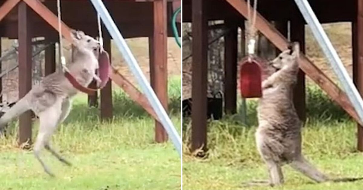 untitled design 88.png?resize=1200,630 - Playful Kangaroo Caught On Camera Playing With A Swing