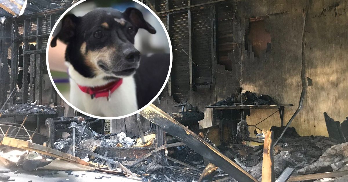 untitled design 93.png?resize=412,232 - Brave Dog Sacrificed Himself To Rescue Family As House Caught On Fire