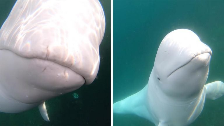 w3 4.jpg?resize=412,275 - Un beluga vole la GoPro d'un kayakiste, joue avec et lui rend quelques minutes plus tard