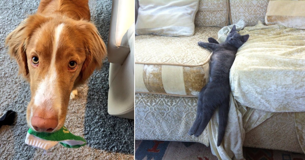 weird guys.png?resize=412,232 - 15+ Pet Owners Share Their Strangest Photos Of Their Furry Family