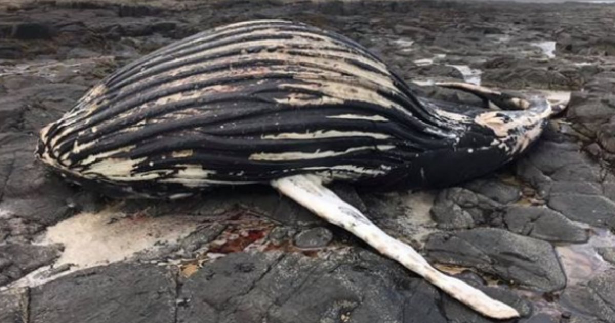 y 5.png?resize=412,232 - Le cadavre d'une baleine à bosse échoué sur une plage du Royaume-Uni