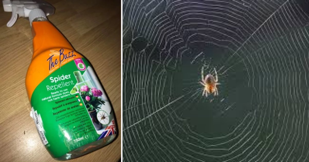 y1 4.png?resize=412,275 - Home Bargains' New Spider Repellent Is The New Hero Everyone Is Raving About