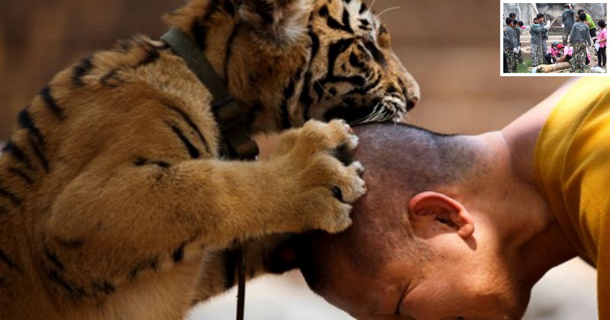y2 11.png?resize=1200,630 - 86 tigres sont décédés ces 3 dernières années en Thaïlande après un sauvetage