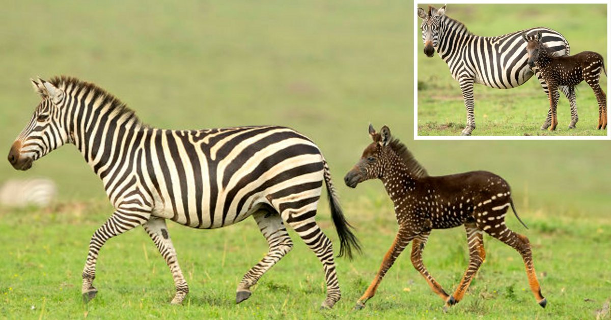 Ce Bebe Zebre Est Ne Avec Des Taches A La Place De Rayures Vonjour