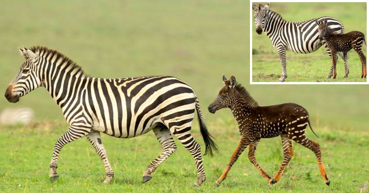 y5 12.png?resize=412,232 - You Will Fall in Love With This Baby Zebra That Was Born With Spots Instead of Stripes